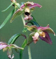 Epipactis helleborine (kruszczyk szerokolistny)