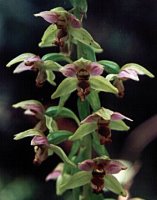 Epipactis helleborine s.str. (kruszczyk szerokolistny)
