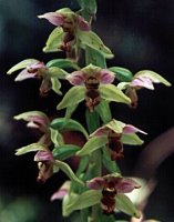 Epipactis helleborine (kruszczyk szerokolistny)