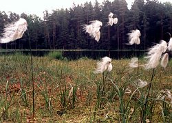 Eriophorum latifolium