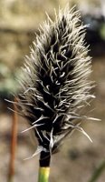 Eriophorum vaginatum (wełnianka pochwowata)