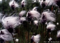 Eriophorum vaginatum (wełnianka pochwowata)