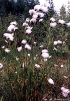 Eriophorum vaginatum (wełnianka pochwowata)