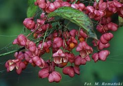 Euonymus europaea