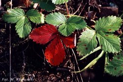 Fragaria vesca