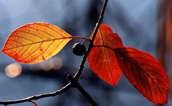 Frangula alnus