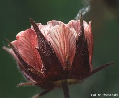 Geum rivale (kuklik zwisły)