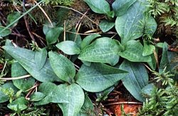 Goodyera repens (tajęża jednostronna)