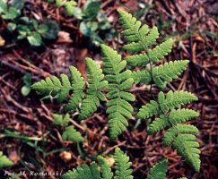 Gymnocarpium dryopteris (cienistka trójkątna)