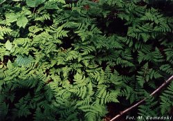 Gymnocarpium dryopteris