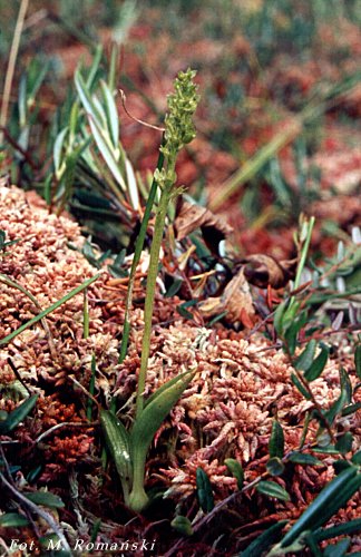 Hammarbya paludosa