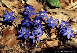 Hepatica nobilis (przylaszczka pospolita)