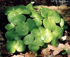 Hepatica nobilis (przylaszczka pospolita)