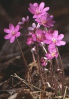 Hepatica nobilis (przylaszczka pospolita)