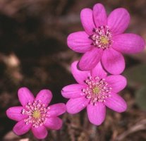 Hepatica nobilis (przylaszczka pospolita)