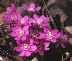 Hepatica nobilis (przylaszczka pospolita)