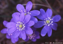 Hepatica nobilis