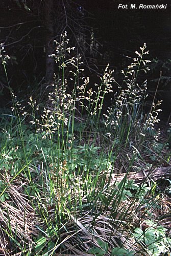 Hierochloe australis (turówka leśna)