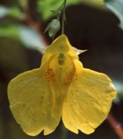 Impatiens noli-tangere (niecierpek pospolity)