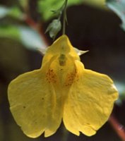 Impatiens noli-tangere