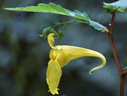 Impatiens noli-tangere