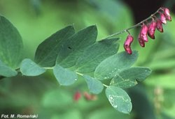 Lathyrus niger