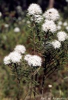 Ledum palustre (bagno zwyczajne)