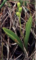 Liparis loeselii (lipiennik Loesela)