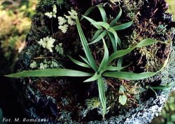 Luzula pilosa (kosmatka owłosiona)