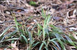 Luzula pilosa (kosmatka owłosiona)