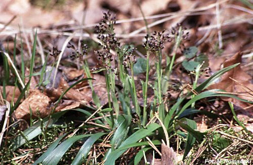 Luzula pilosa (kosmatka owłosiona)