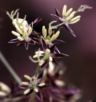 Luzula pilosa (kosmatka owłosiona)