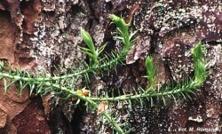 Lycopodium annotinum (kolcowidłak jałowcowaty)