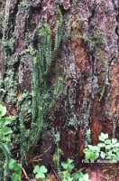 Lycopodium annotinum (widłak jałowcowaty)