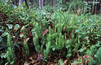 Lycopodium annotinum