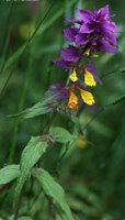 Melampyrum nemorosum