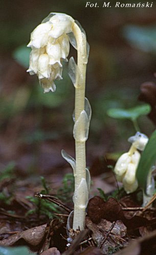 Monotropa hypopitys