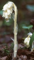 Monotropa hypopitys