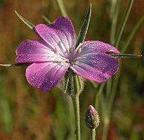 Agrostemma githago (kąkol polny)