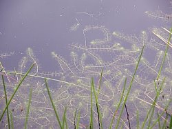 Aldrovanda vesiculosa (aldrowanda pęcherzykowata)