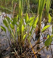 Alisma plantago-aquatica