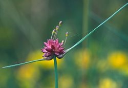 Allium oleraceum