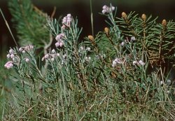 Andromeda polifolia