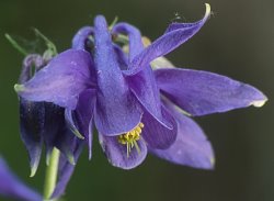 Aquilegia vulgaris (orlik pospolity)