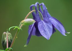 Aquilegia vulgaris (orlik pospolity)