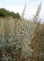 Artemisia absinthium