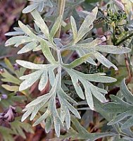 Artemisia absinthium