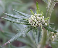 Artemisia vulgaris