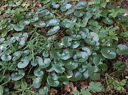 Asarum europaeum