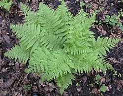 Athyrium filix-femina